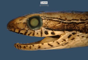 Media type: image;   Herpetology R-42788